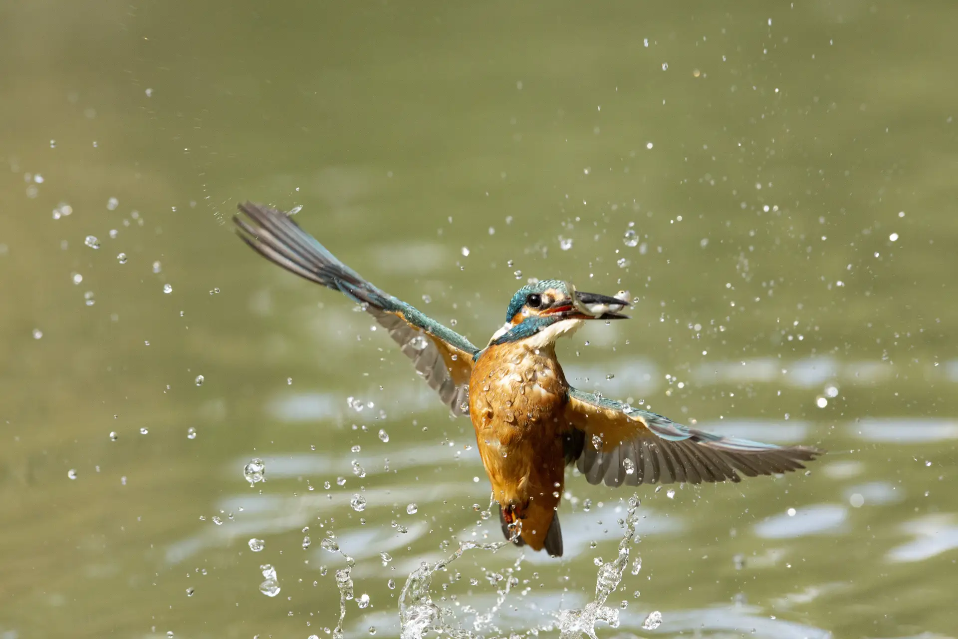 Martin pescatore (Alcedo atthis)