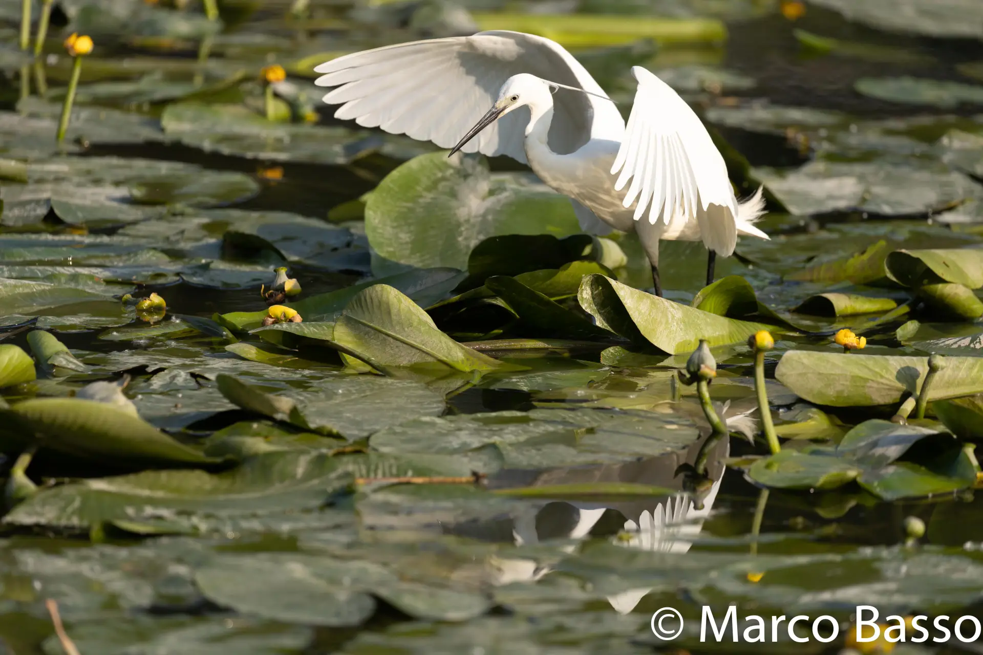 Garzetta (Egretta garzetta)