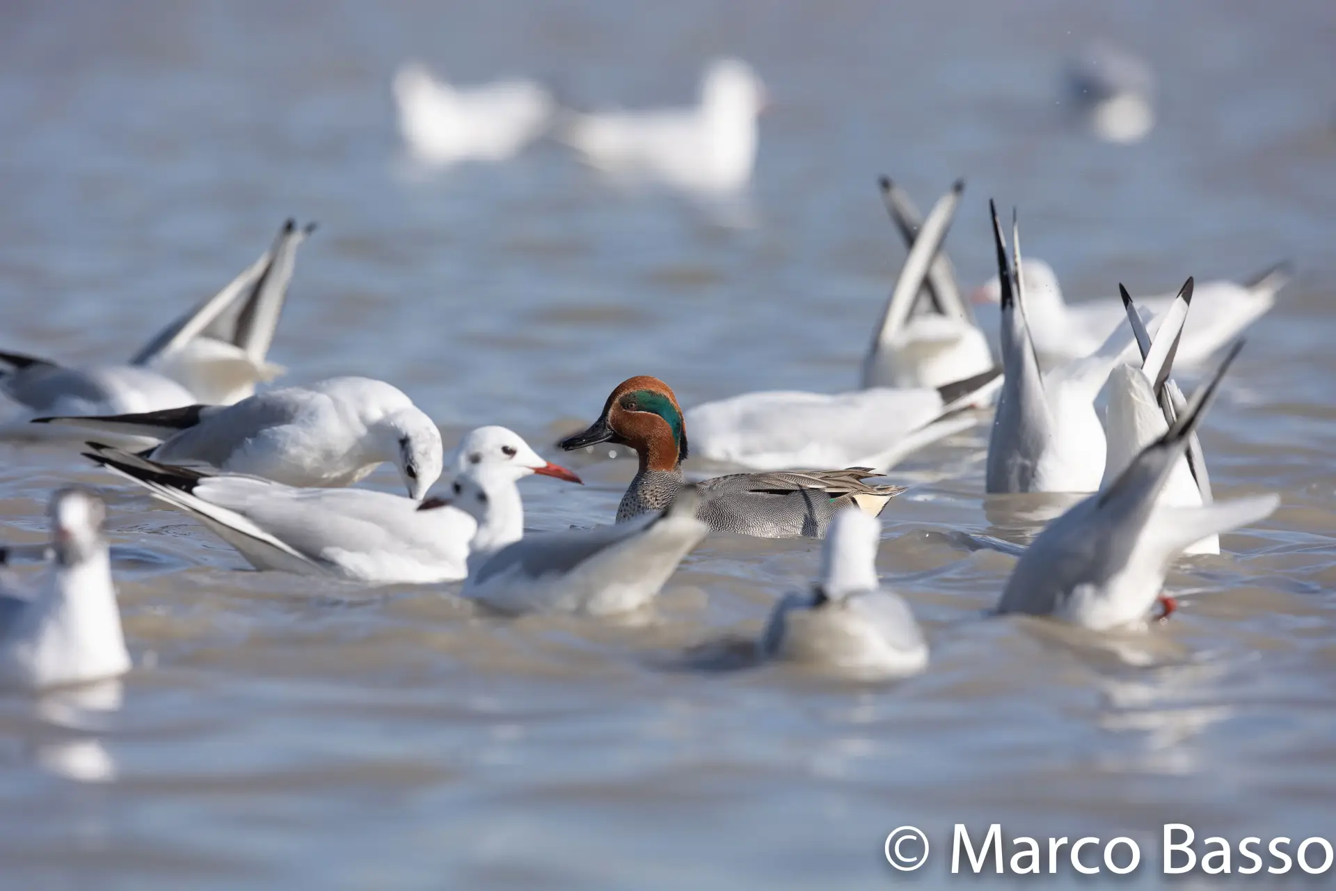 Alzavola (Anas crecca) e gabbiano (Larinae)