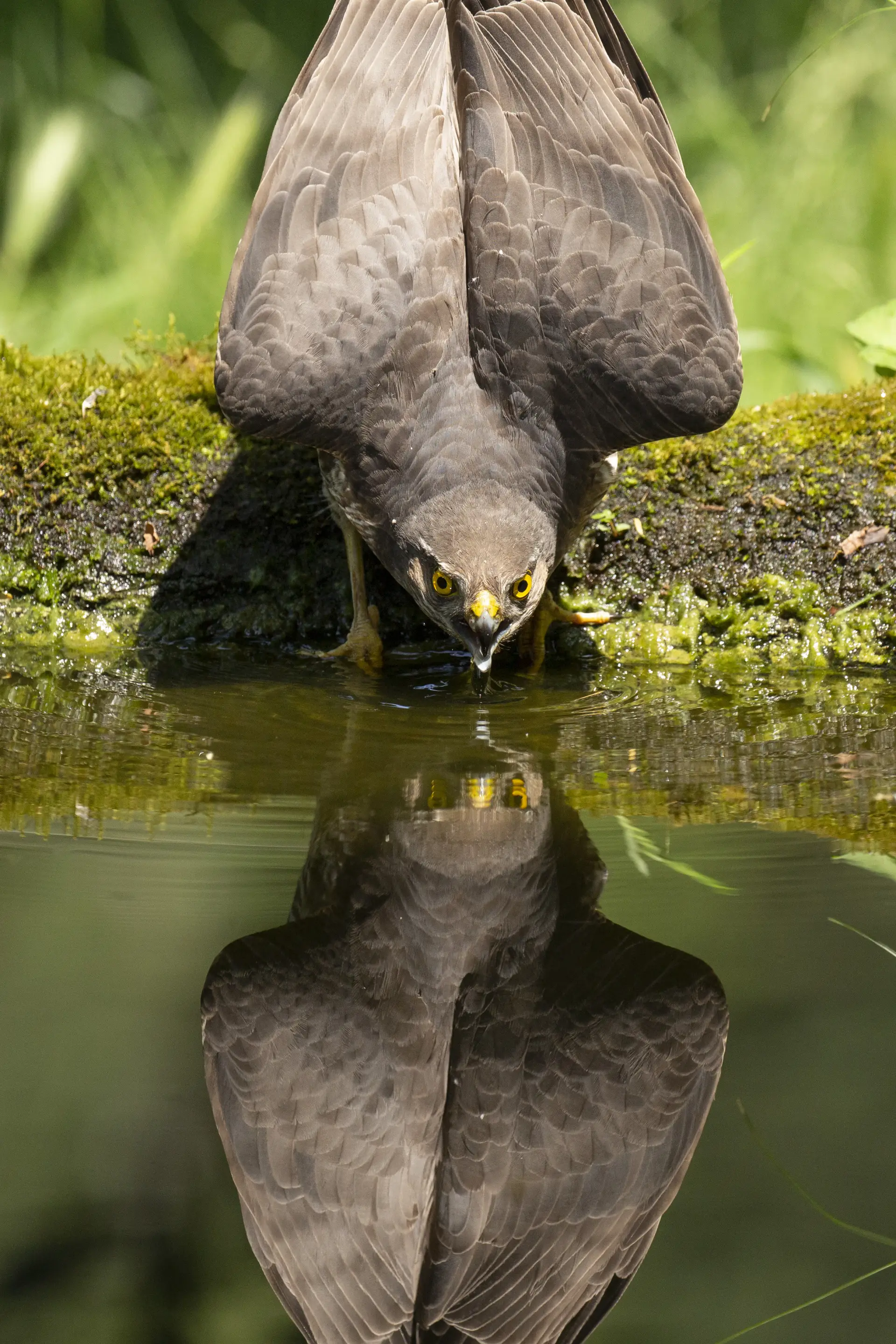 Sparviero (Accipiter nisus)