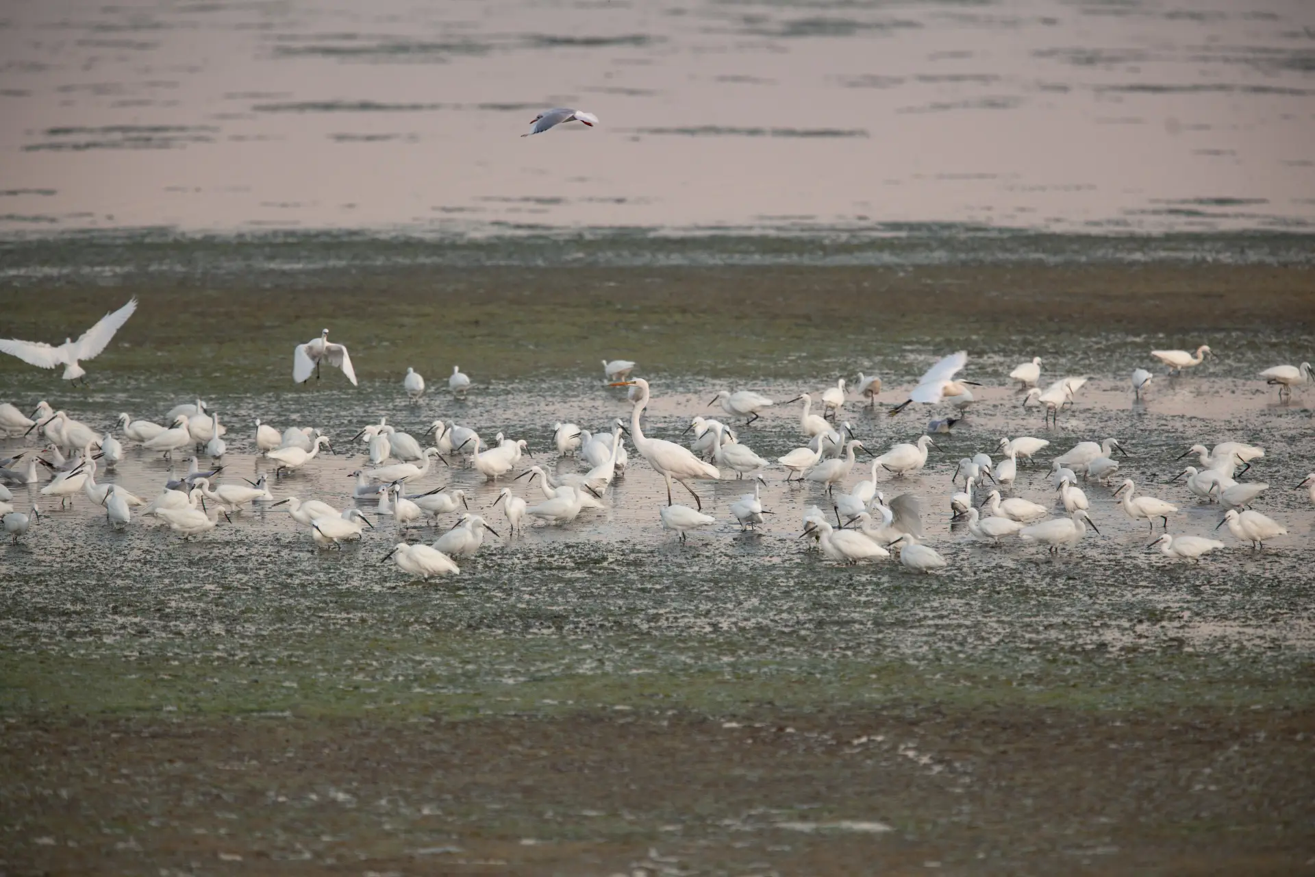 Airone bianco maggiore (Ardea alba)