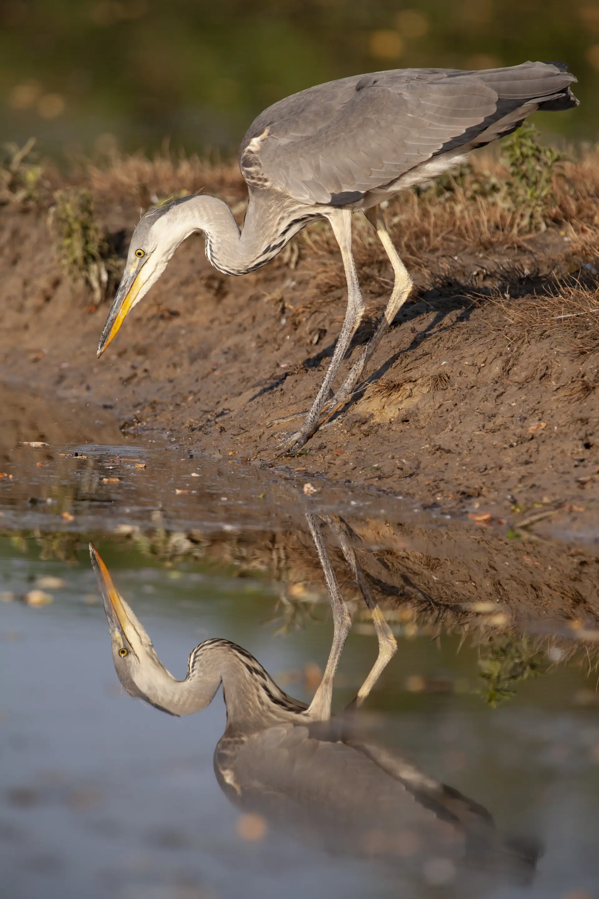 Airone cenerino (Ardea cinerea Linnaeus)