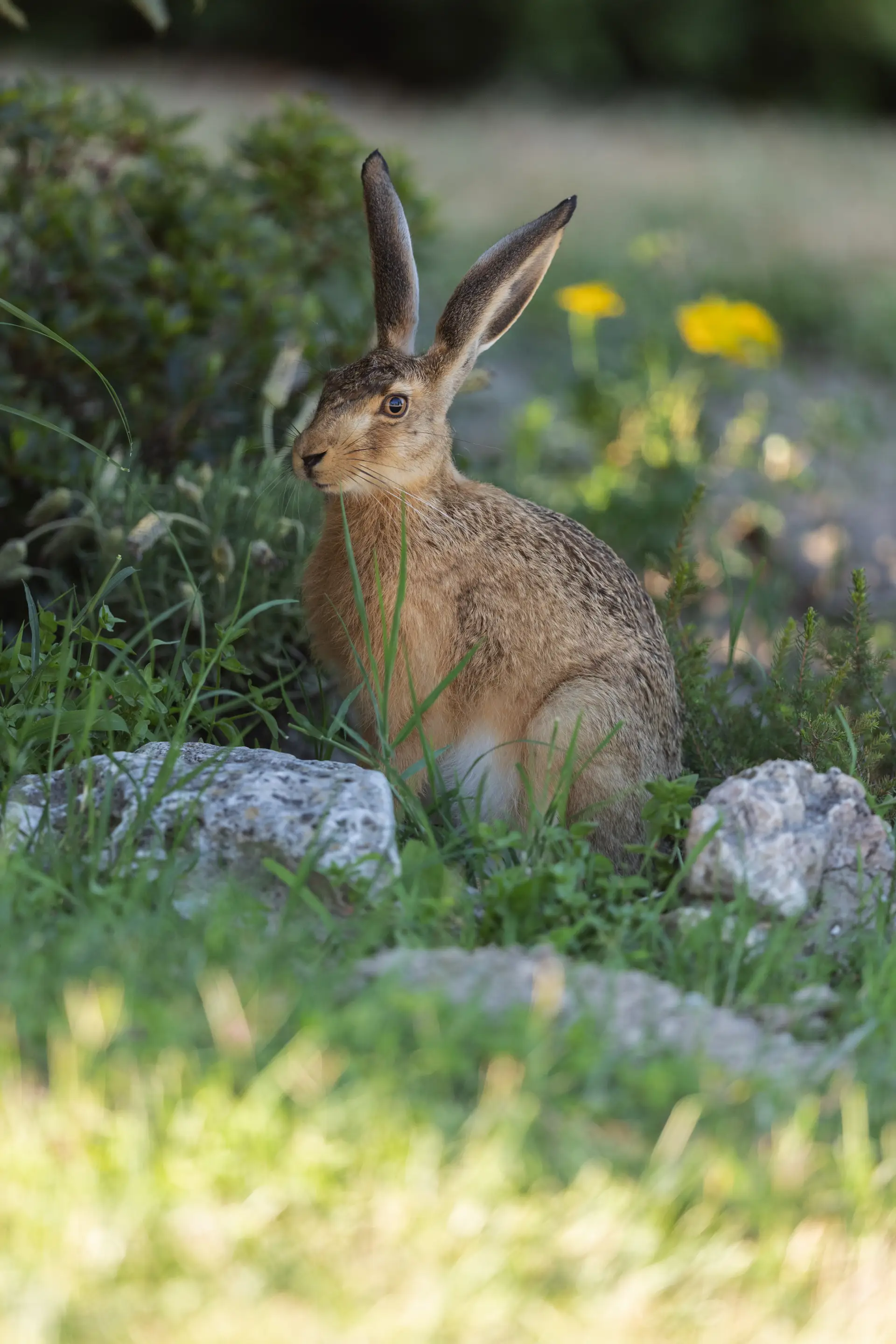 Lepre (Lepus europaeus)