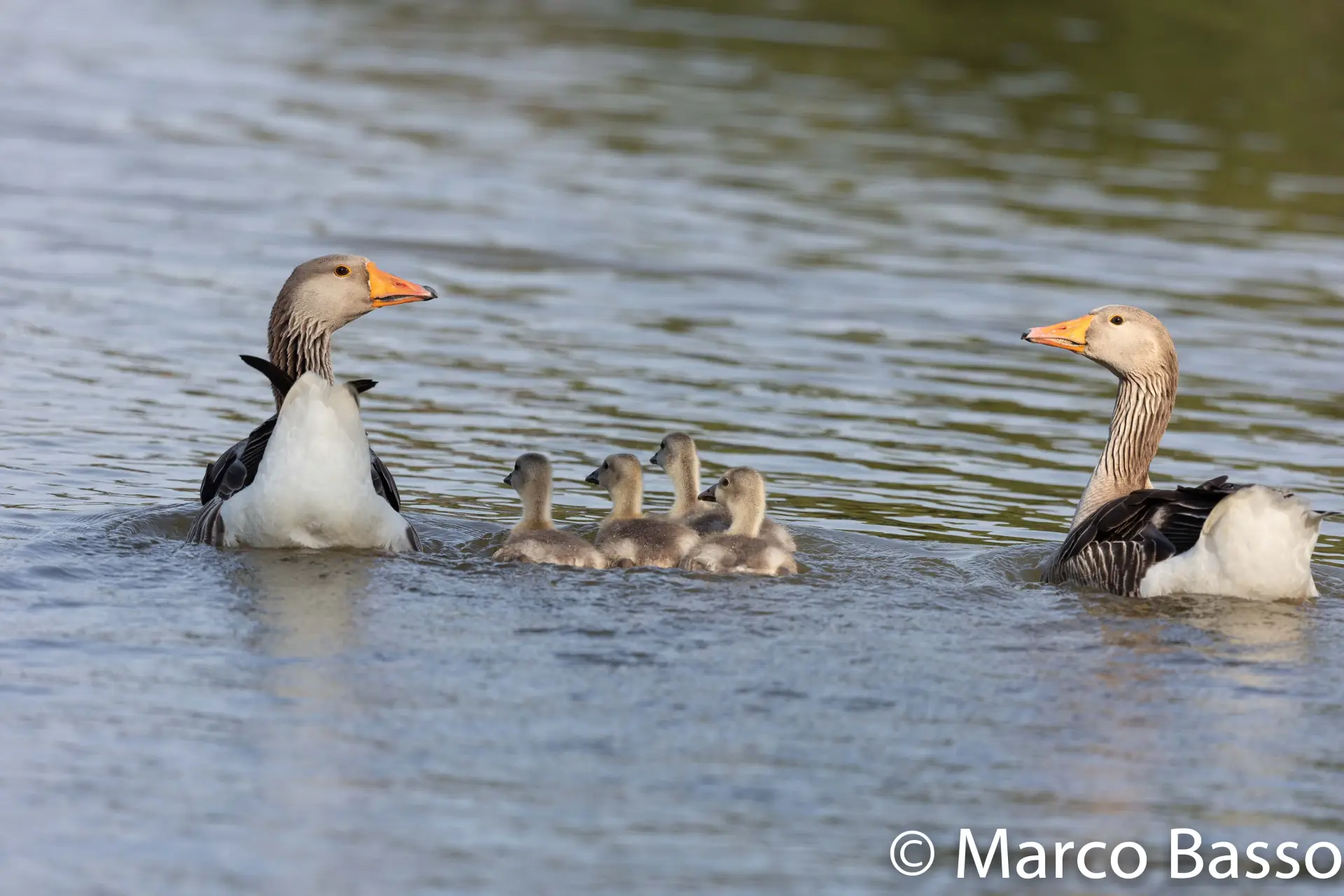 Oca selvatica (Anser anser)