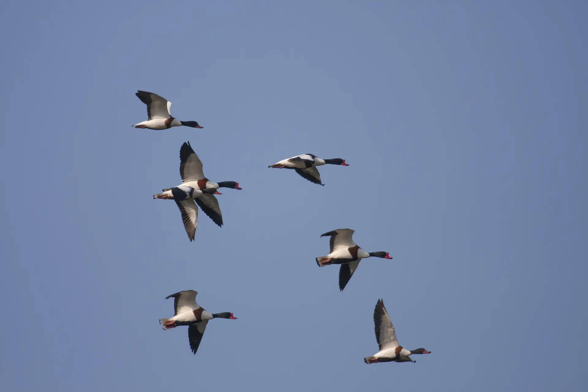 Volpoca (Tadorna tadorna)