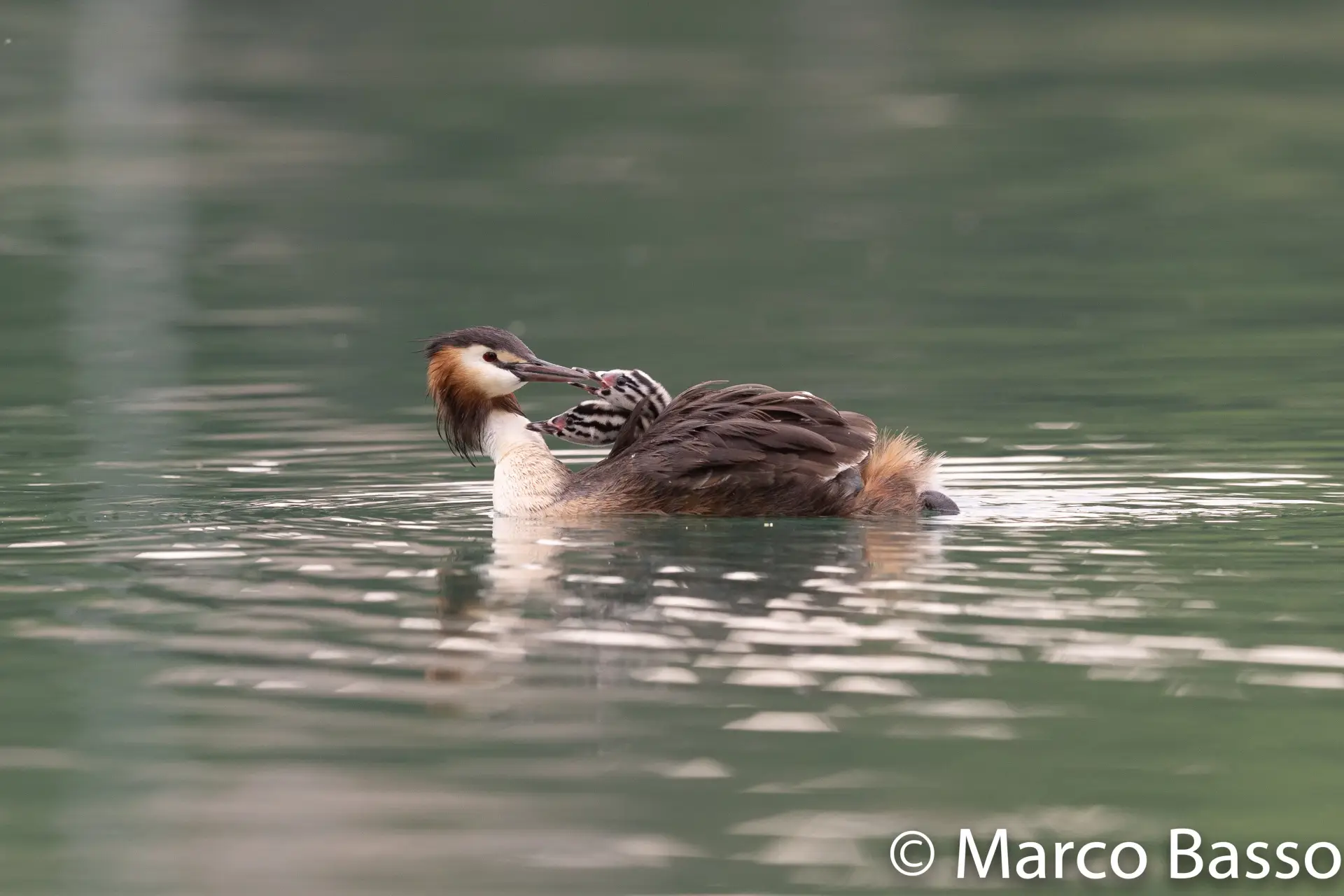 svasso maggiore (Podiceps cristatus)