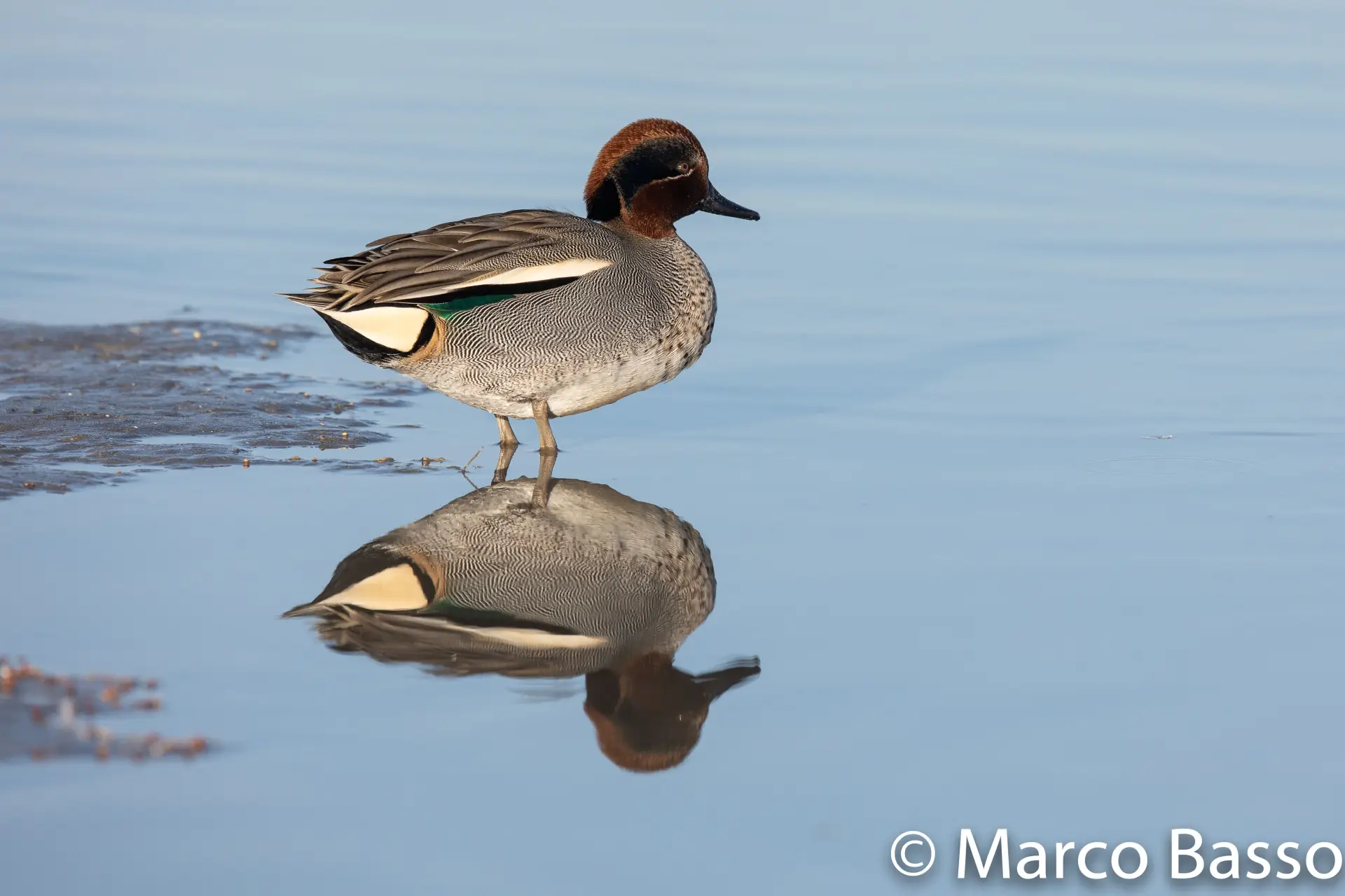 Alzavola (Anas crecca)
