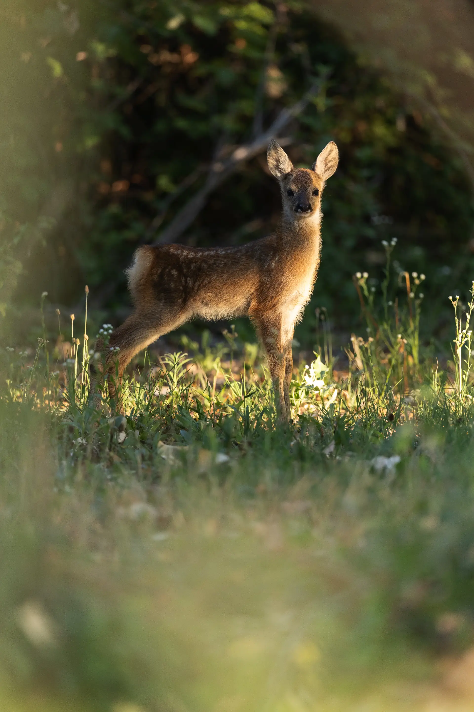Cerbiatto (Cervus elaphus)