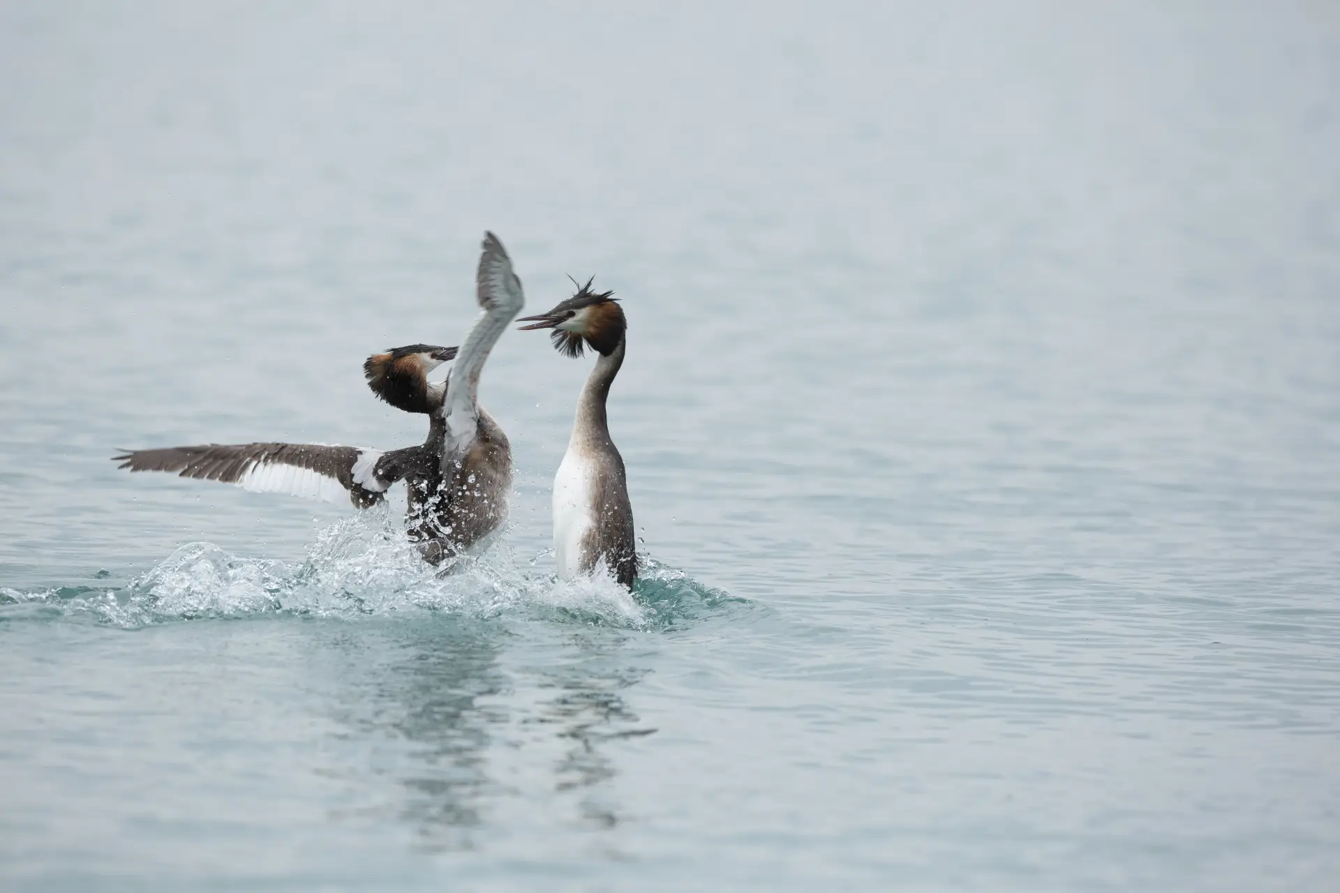 svasso maggiore (Podiceps cristatus)