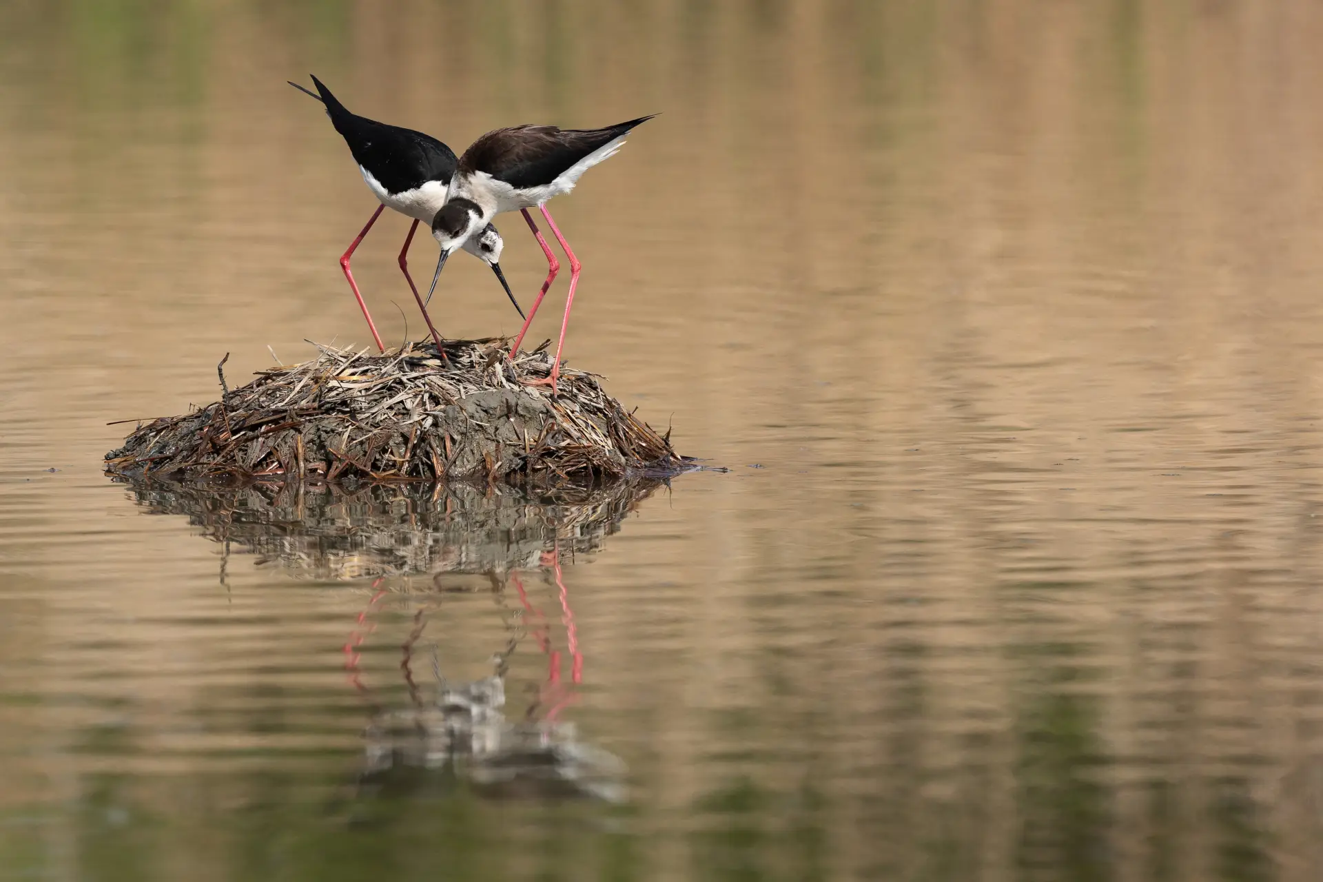 Cavaliere d'Italia (Himantopus himantopus)