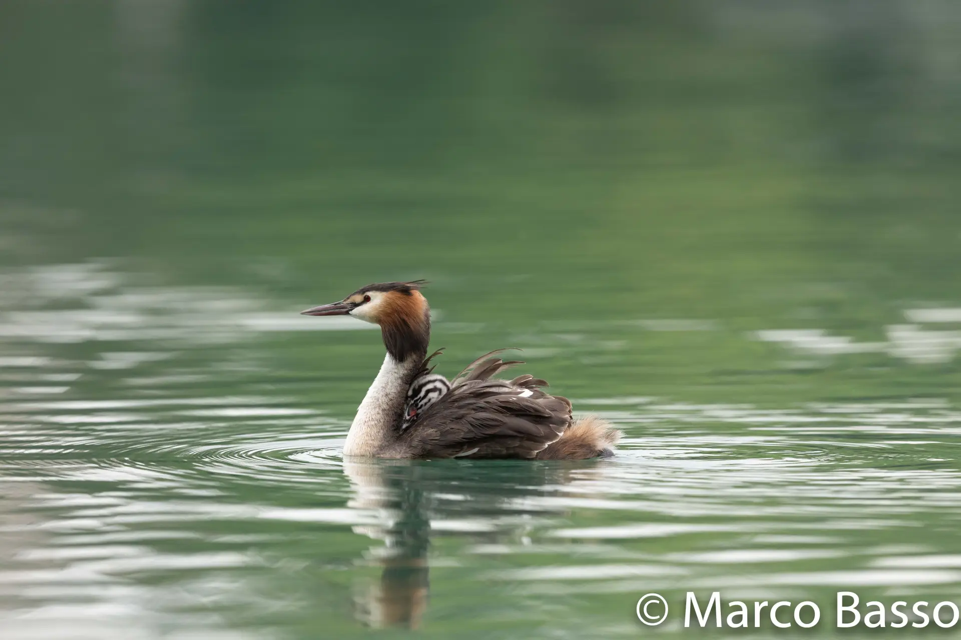 svasso maggiore (Podiceps cristatus)