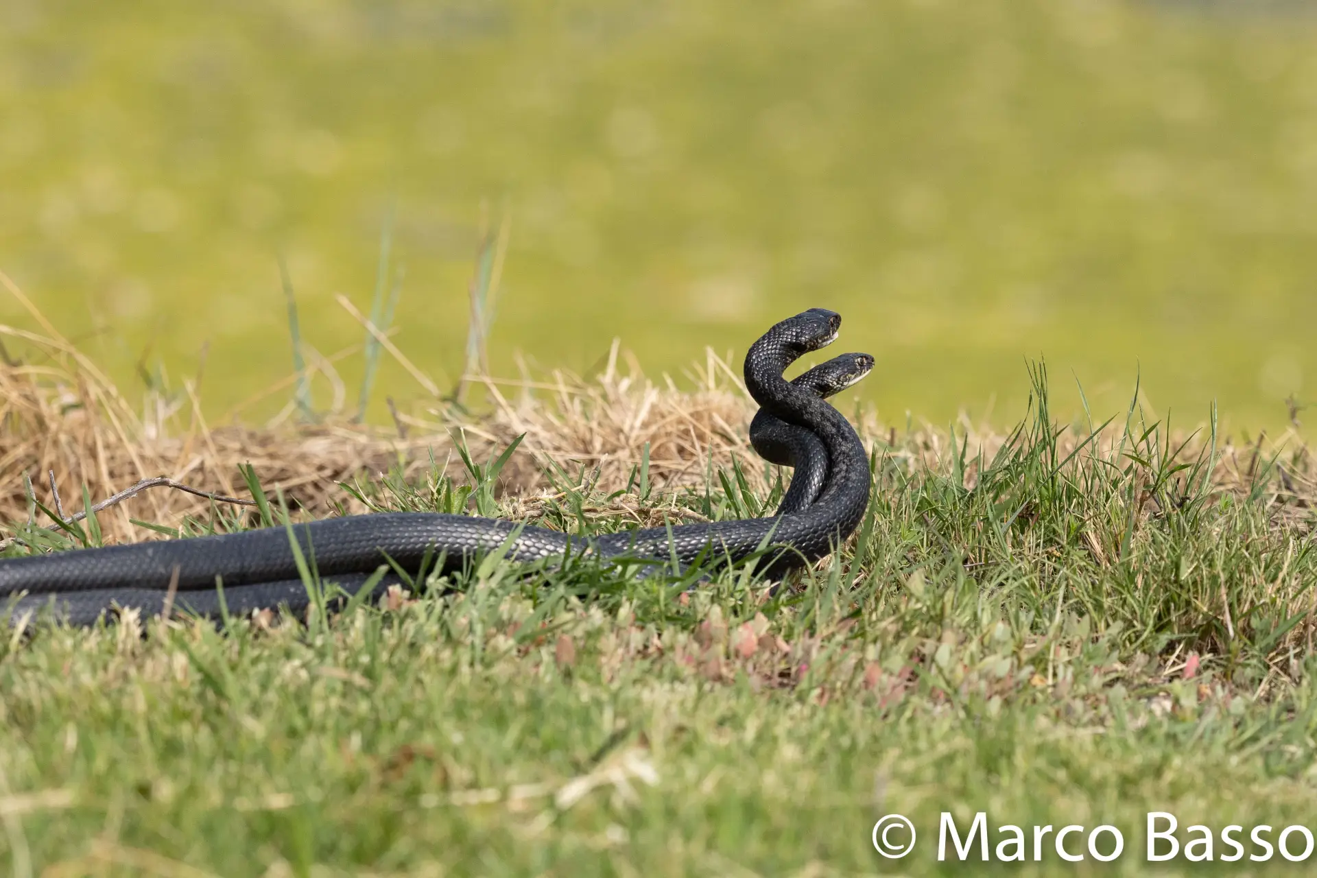Biacco (Hierophis viridiflavus carbonarius)