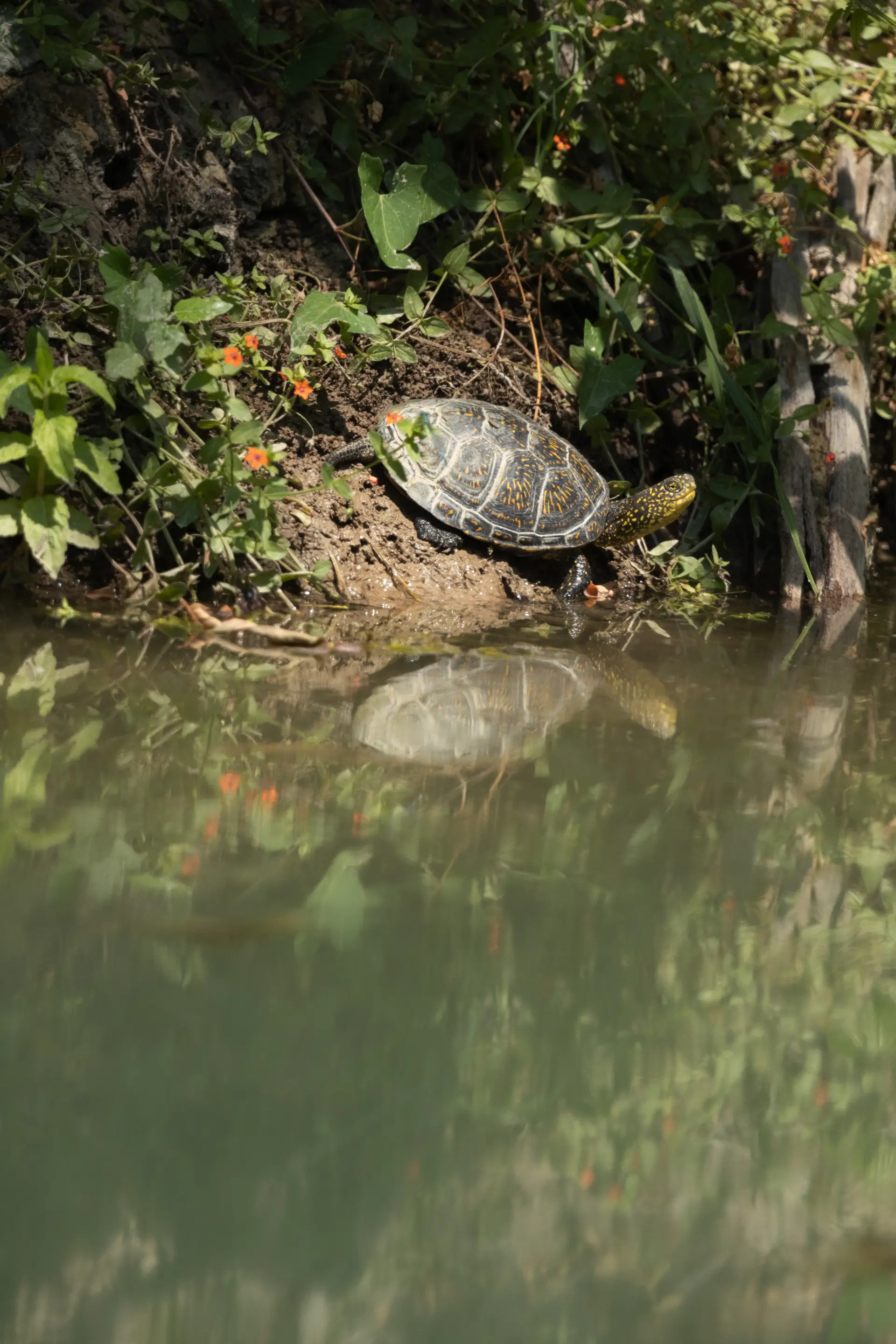 Testuggine palustre europea (Emys orbicularis)
