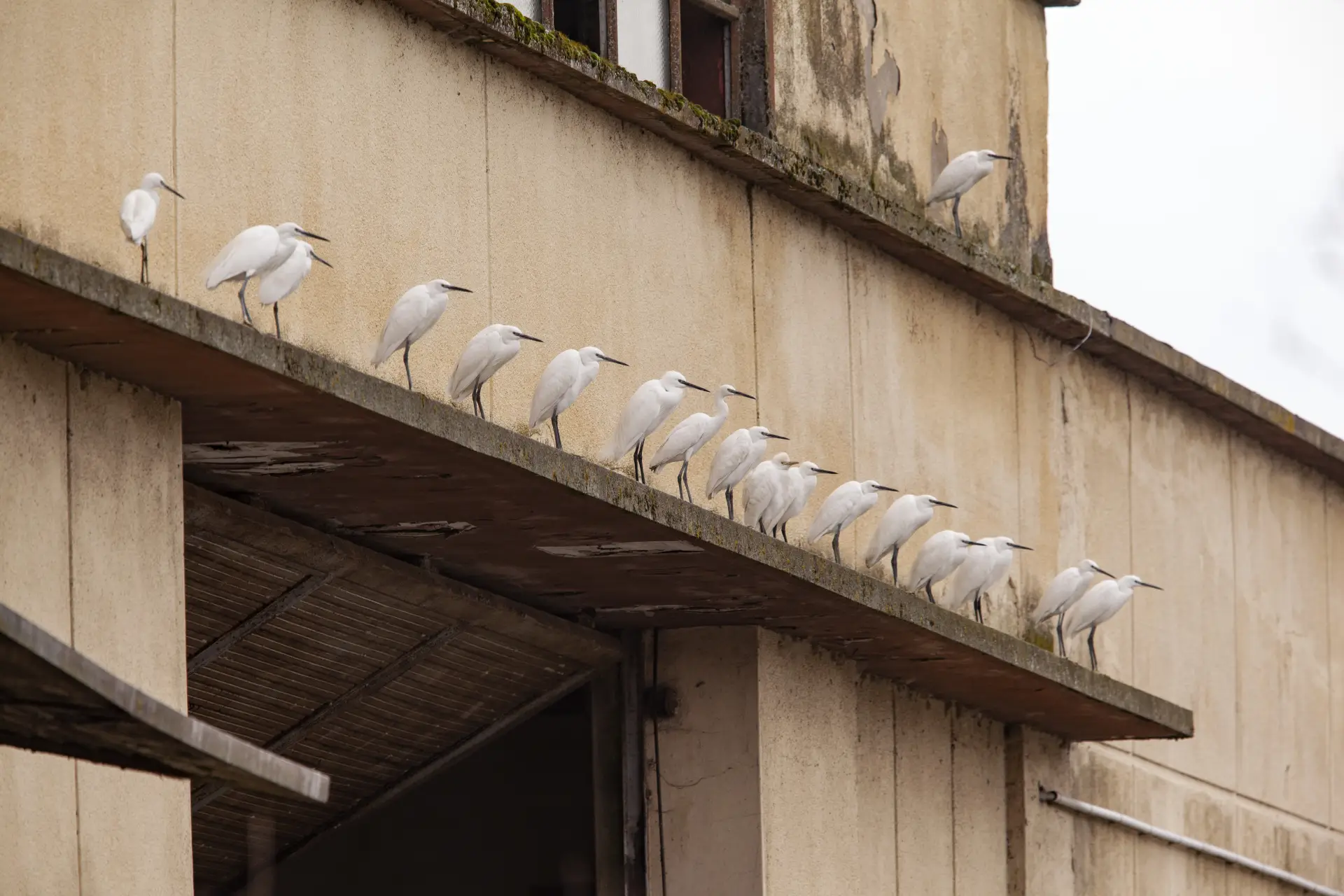 Garzetta (Egretta garzetta)