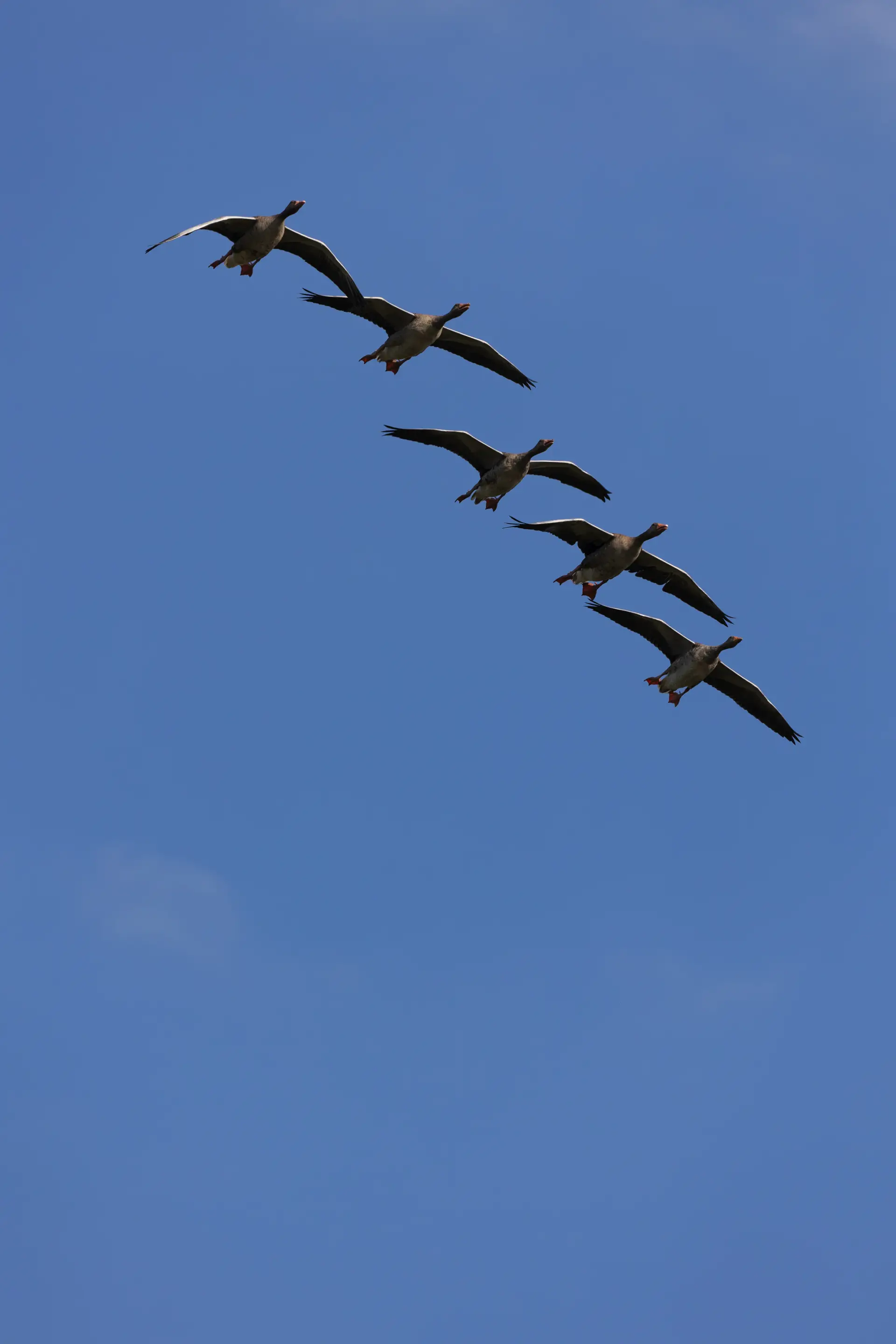 Oca selvatica (Anser anser)