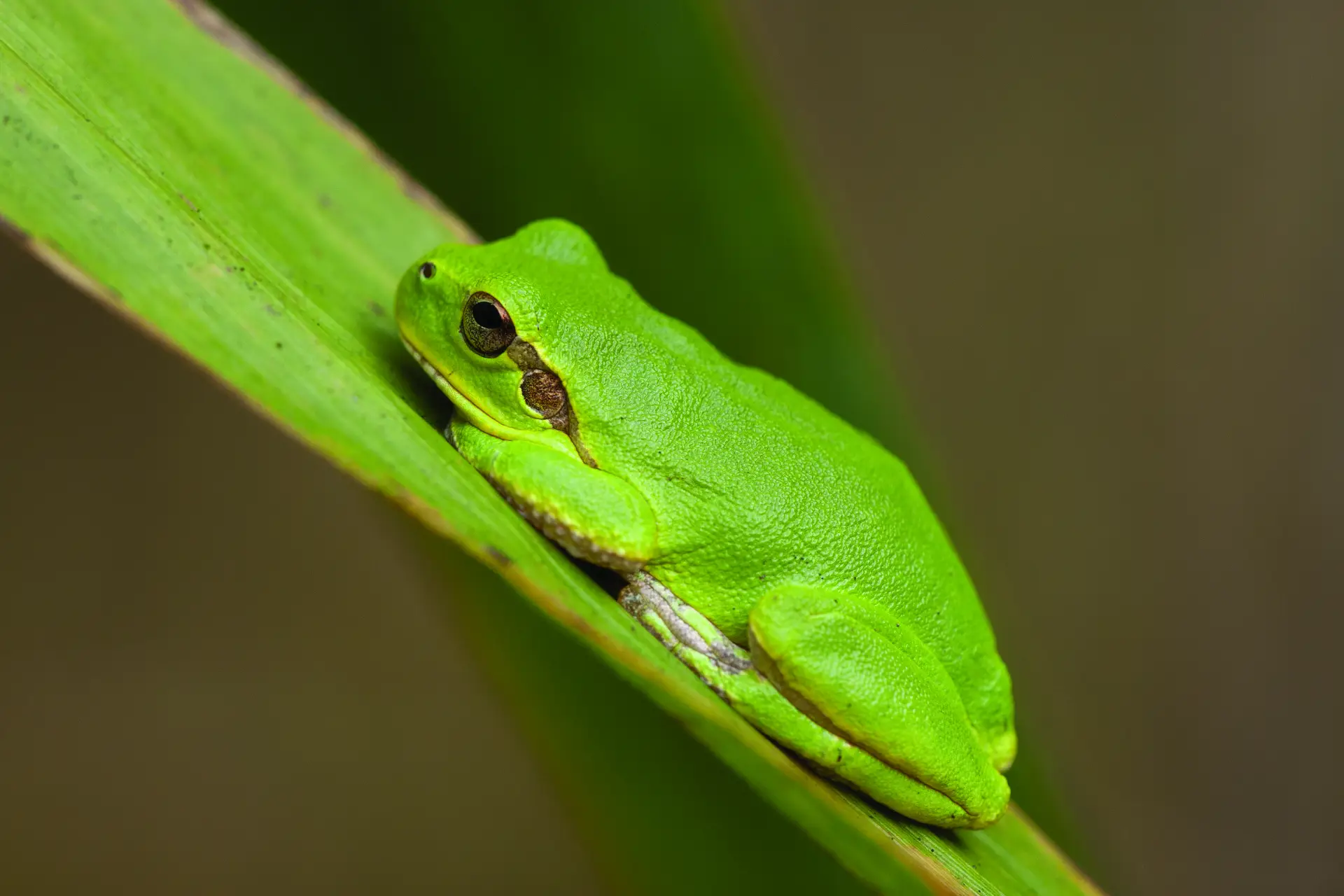 Raganella europea (Hyla arborea)